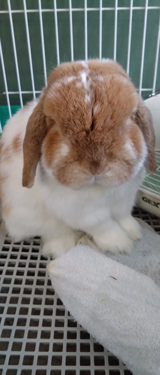 lovelopusagi's tweet photo. 時々おててだけ冷やしてる
#うさぎ 
#ホーランドロップ https://t.co/oM3mnm2hTX