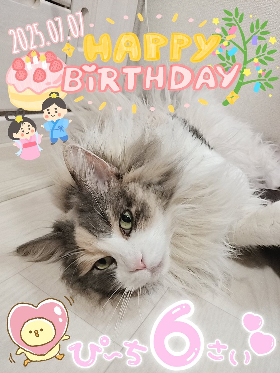 GEN20091010's tweet photo. ちょっと遅れてしまったけど
7月7日はぴーちの誕生日🎂
うちに来てもうすぐ3年☺️
完全にワガママ姫になりました🐱
#猫好きさんと繫がりたい https://t.co/g1kHZDOkVE