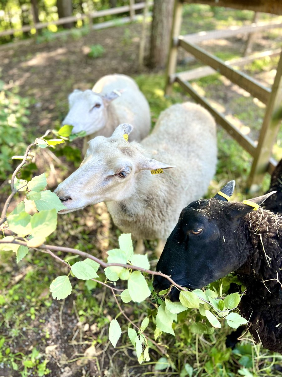 Lumi, Hali ja Nipsu ovat viihtyneet ja tuoneet iloa Foibekartanon väelle. #hyväelämä #foibekartano