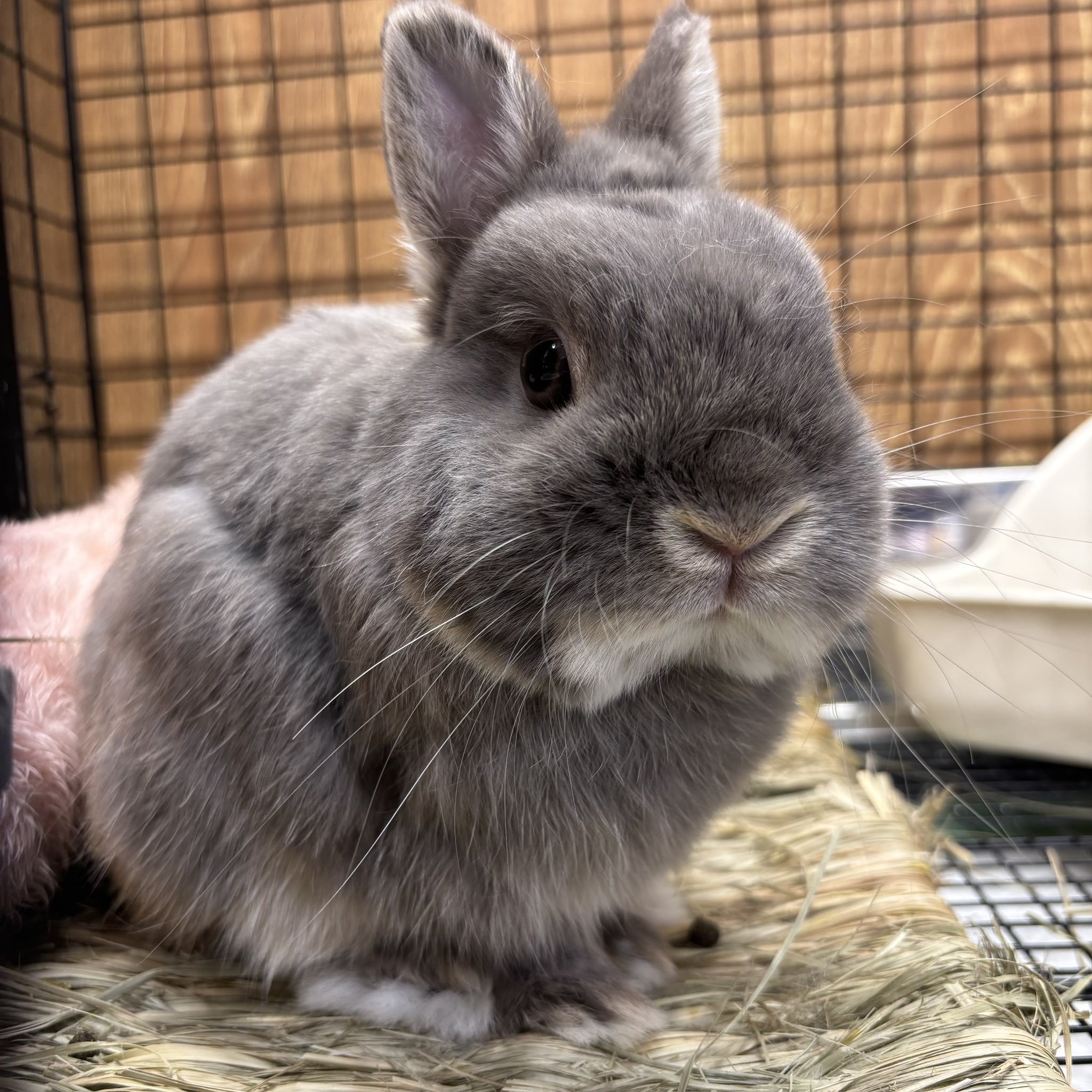 うさぎのしっぽオリナス錦糸町店 on X: 