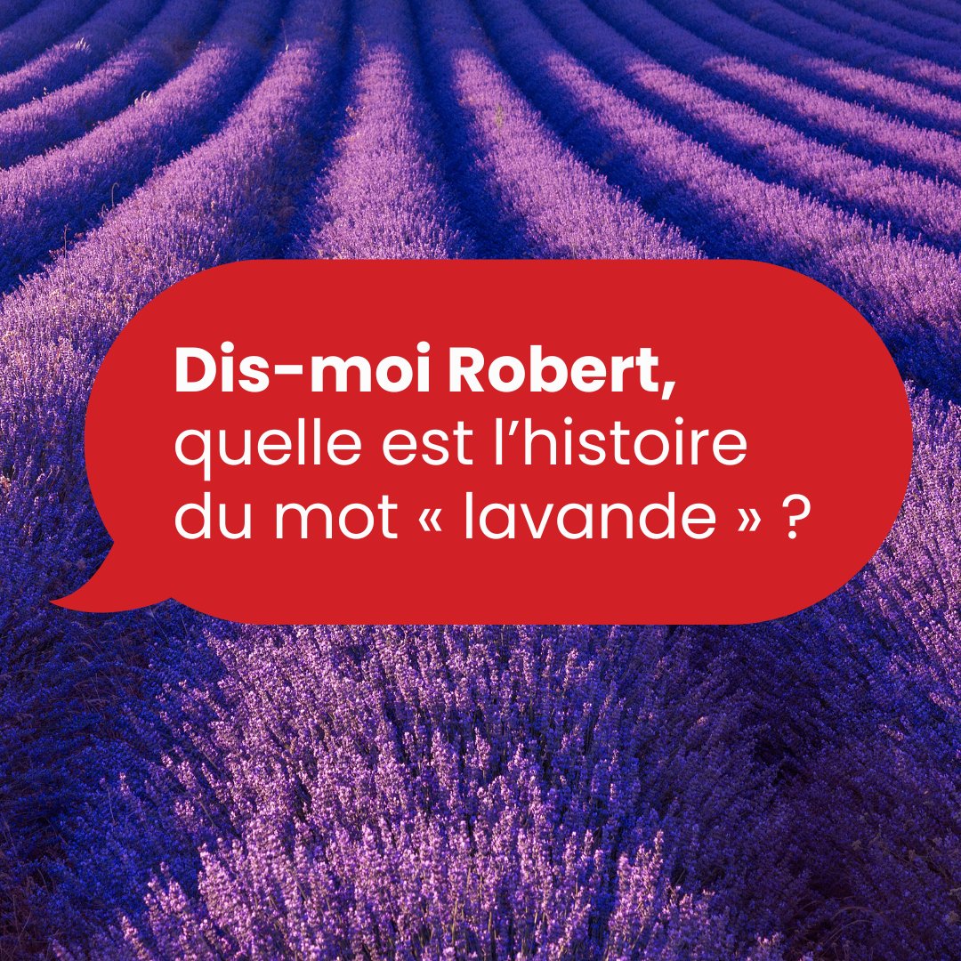 LeRobert_com's tweet image. La lavande, cette fleur au parfum d’été. Mais savez-vous d’où vient son nom ?