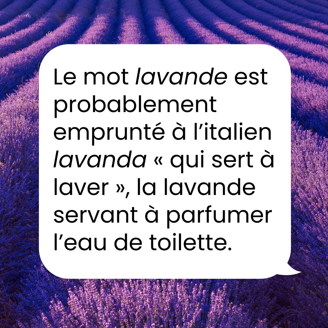 LeRobert_com's tweet image. La lavande, cette fleur au parfum d’été. Mais savez-vous d’où vient son nom ?