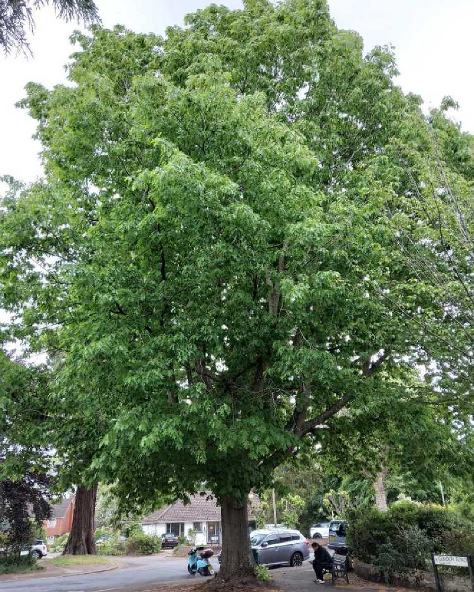 🌳 This tree looks healthy - but a tomography scan tells a different story.

👀 The blue area shows serious internal decay, hidden from the outside 

🍂 Our Arboricultural team uses this tech to keep Surrey’s roadsides safe

More info - orlo.uk/Rcb1c
