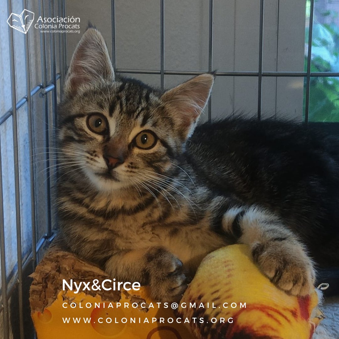 Colonia Procats tweet media