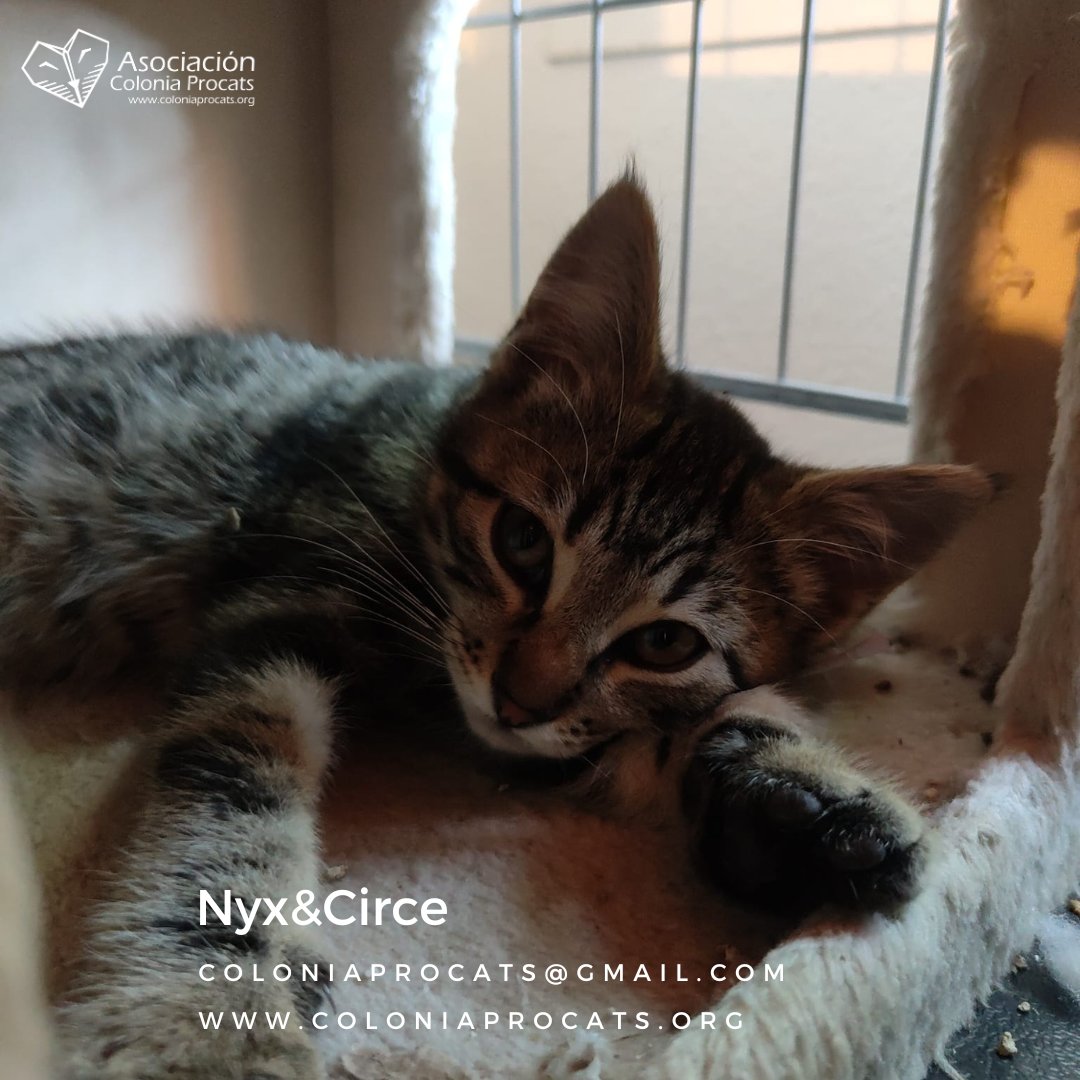 Colonia Procats tweet media