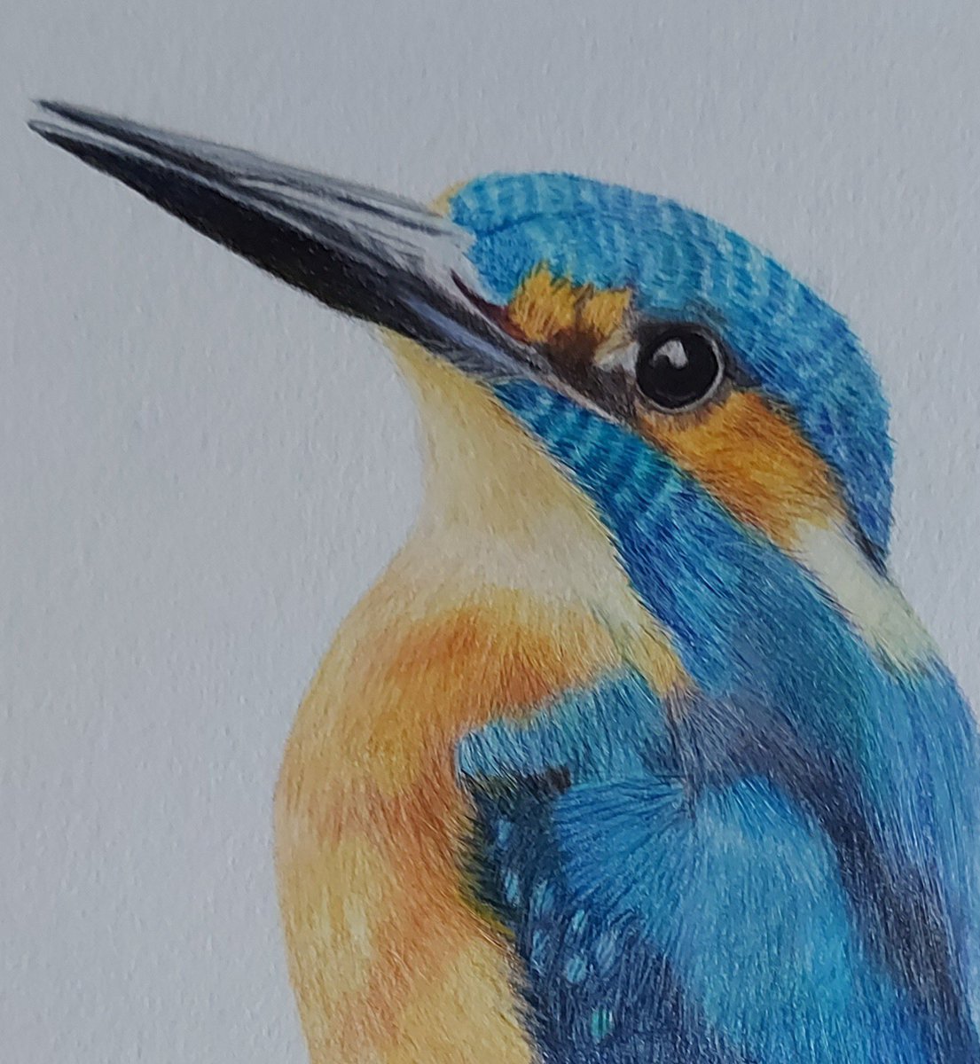 pamadamsart's tweet image. An old one but still a favourite ❤️
#colouredpencil #polychromos #kingfisher
