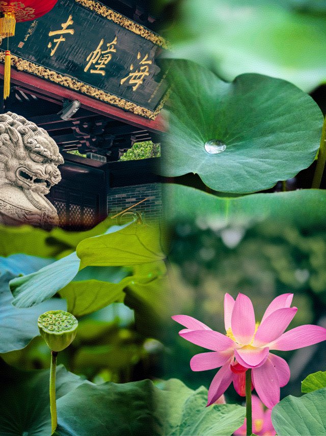 Centuries-old lotus blooms again at Guangzhou temple after two-year dormancy🌿🌸