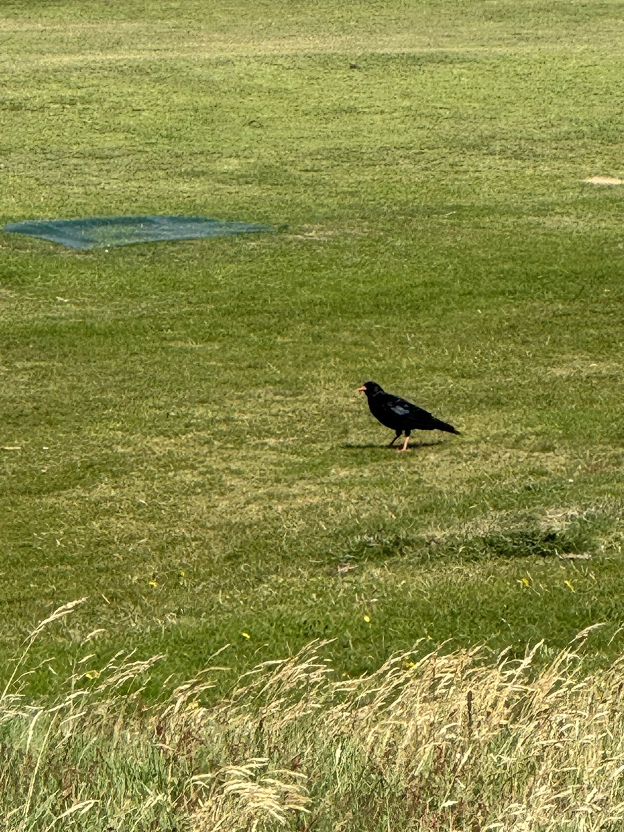 Spotted a chough while playing Castletown Links—a red-listed species and a real highlight of coastal grassland.

Great golf and even better to see rare wildlife making its home on these landscapes.
#Chough #LinksGolf #CastletownLinks #GolfAndNature #Conservation