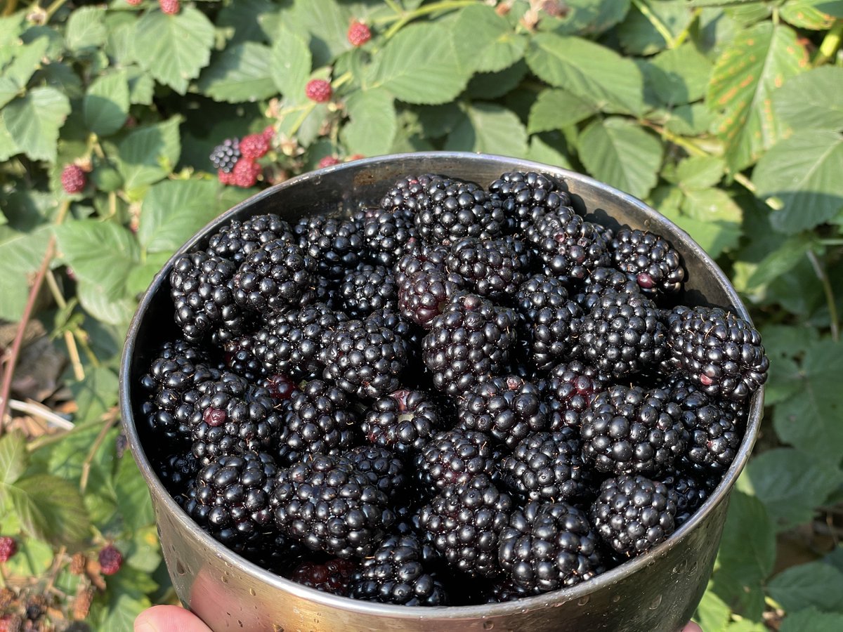 キッズがいきがけの駄賃に盗み食いしていったらいいなと生垣に植えたブラックベリー。キッズは来たらぬまま、次々完熟して落ちていく。盗み食いに来たら「お前のようなキッズが来るのを待っていた…」って言って、悪い遊びを全部しこむつもりなので我こそはというキッズはぜひ。