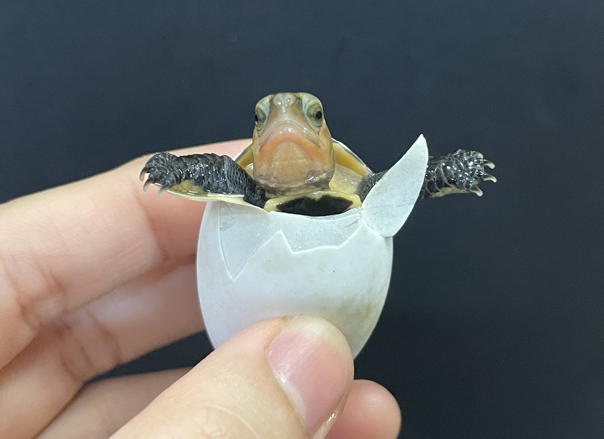 やっぱりセマルは元気いっぱいに出てくるね🐣