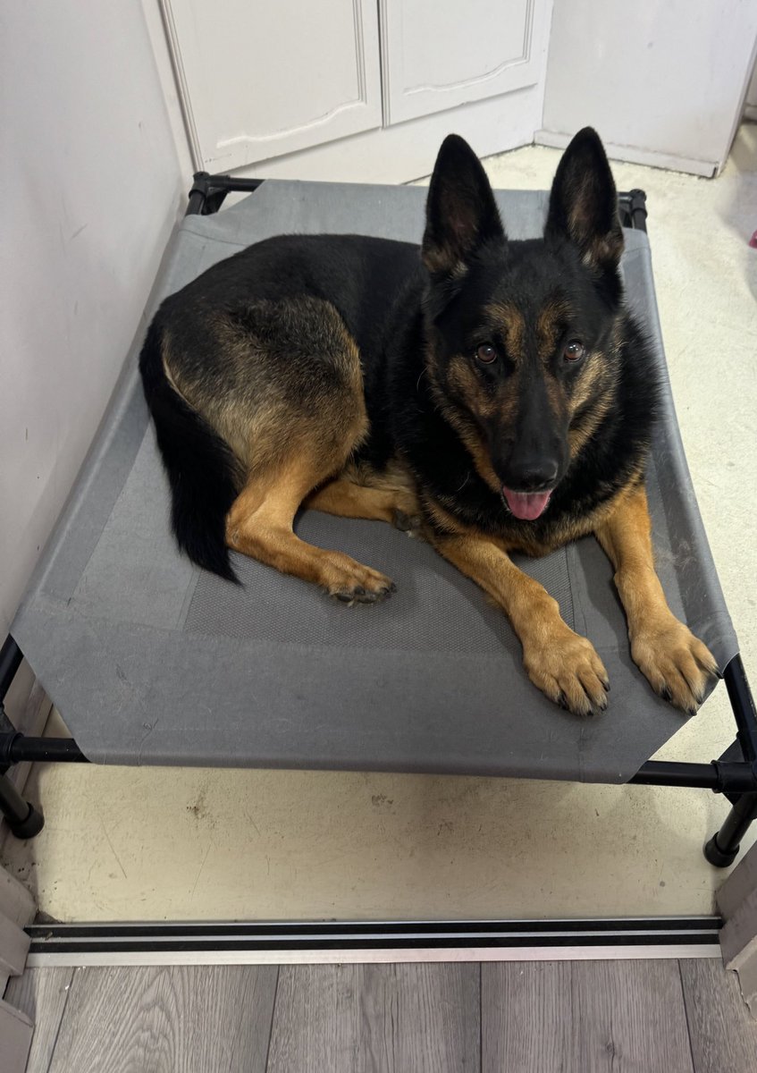 RpdDixie's tweet image. Itโs a workday Wednesday for me . My beds been moved ! Not sure I like it yet ๐ค nice breeze here though ๐๐พ