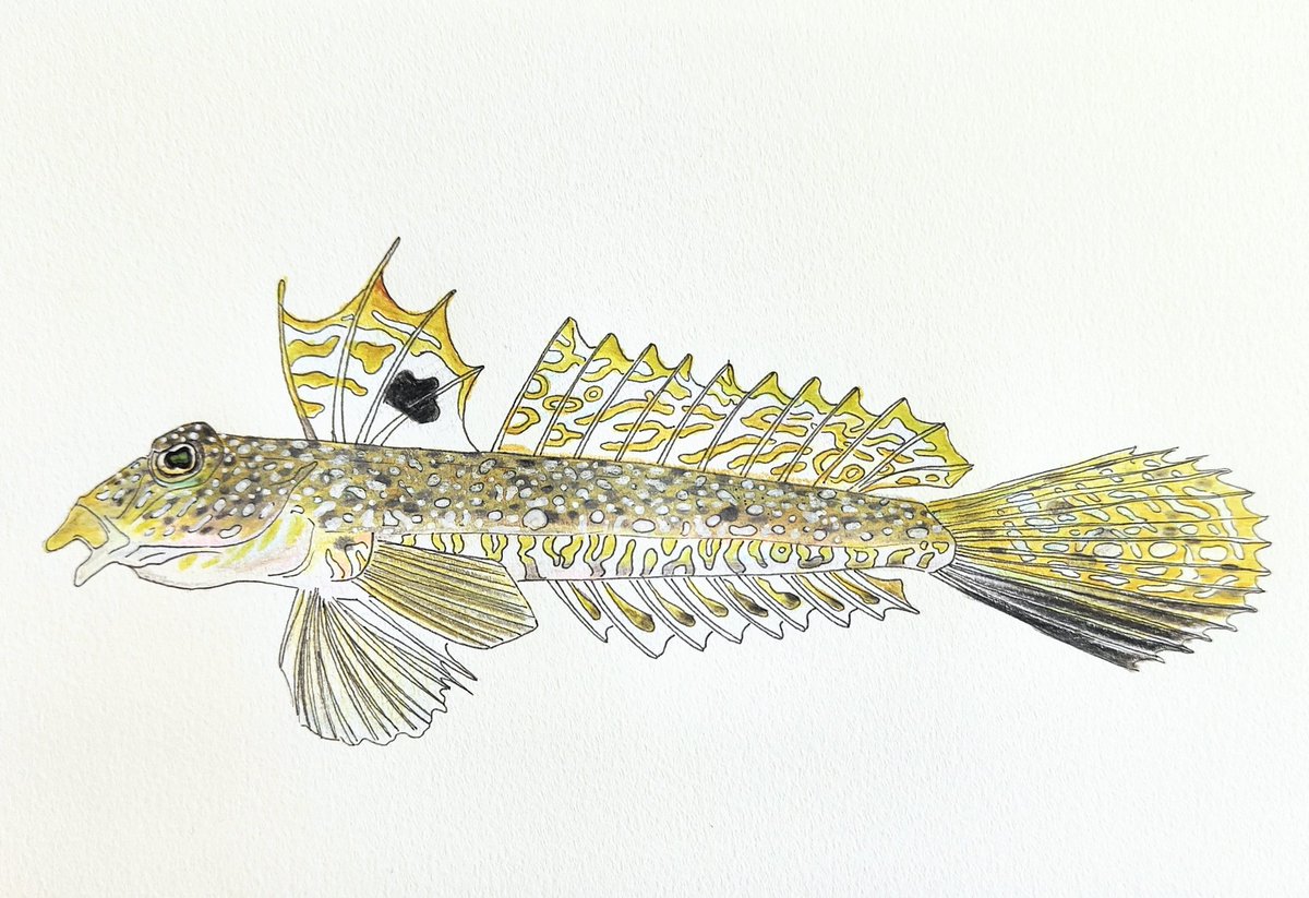 tuna_suma's tweet image. ネズミゴチ
※さっきのは背中の模様がカラフルすぎたので、ちょっと修正🎨