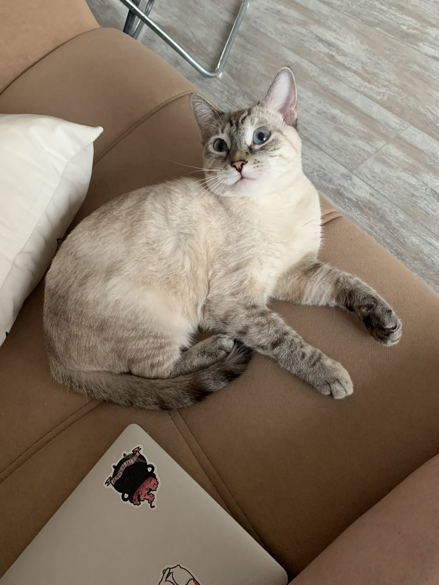 murrmason's tweet image. котеночка Сирша иногда забывает, что она уже не очень маленькая (4,3 кг), и с размаху прыгает на меня, чтобы я ее гладила и говорила, какая она хорошая кошка
потом идет лежать наглаженная, нацелованная и уверенная в том, что она лучшая кошка в мире, настоящая пума или рысь