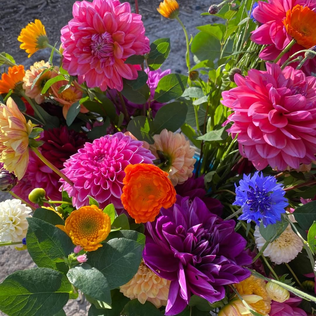 🌸Cut Your Own Flowers at Edenmill Glasgow Now Open 😍

Stockiemuir Road Glasgow G63 9AX

Cafe - Coffee - Homemade Cake - Steak Pie - Tails Dog Field - Accommodation - Alpaca Trekking - Petting Zoo