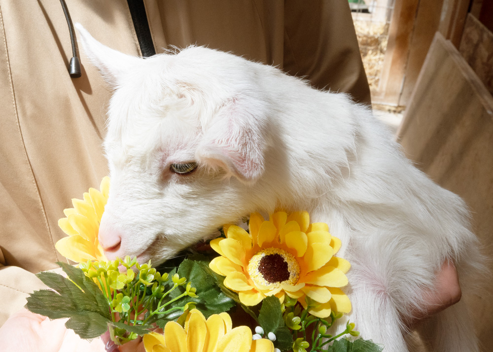今日の癒しタイム！🐐🌻 ひまわりが似合う子やぎちゃん、かわいい🥰

#動物の赤ちゃん #animal