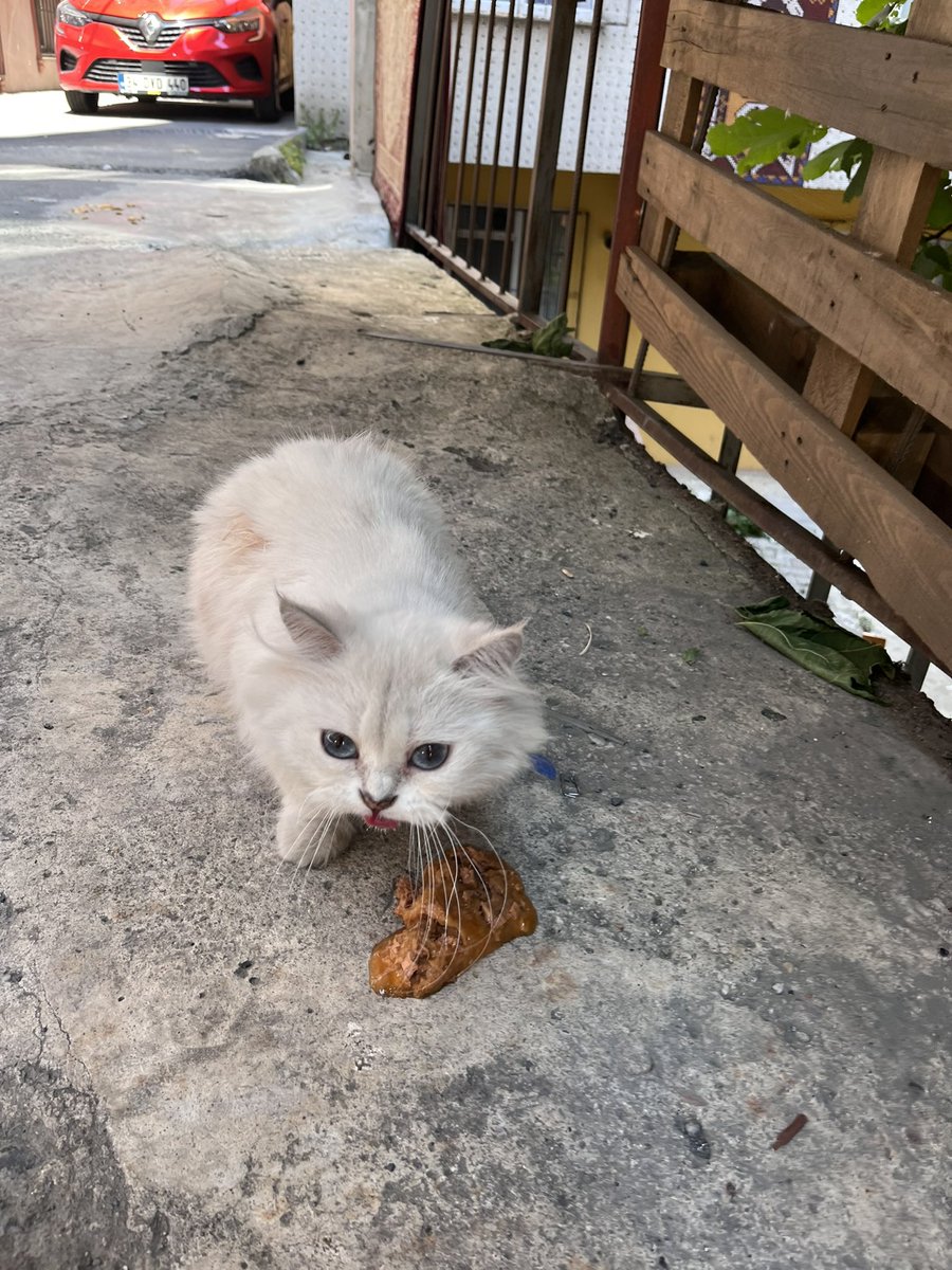 SAHİPLENDİRME İLANI!/ LUTFEN DESTEK RT

mahalleye boyle guzeller guzeli bi kedi bırakılmıs, oyuncak niyetine alıp sonra sokaga bi esya gibi atmak moda oldu

Yer: İstanbul, Mecidiyekoy

cok tatlı akıllı uslu bi kız