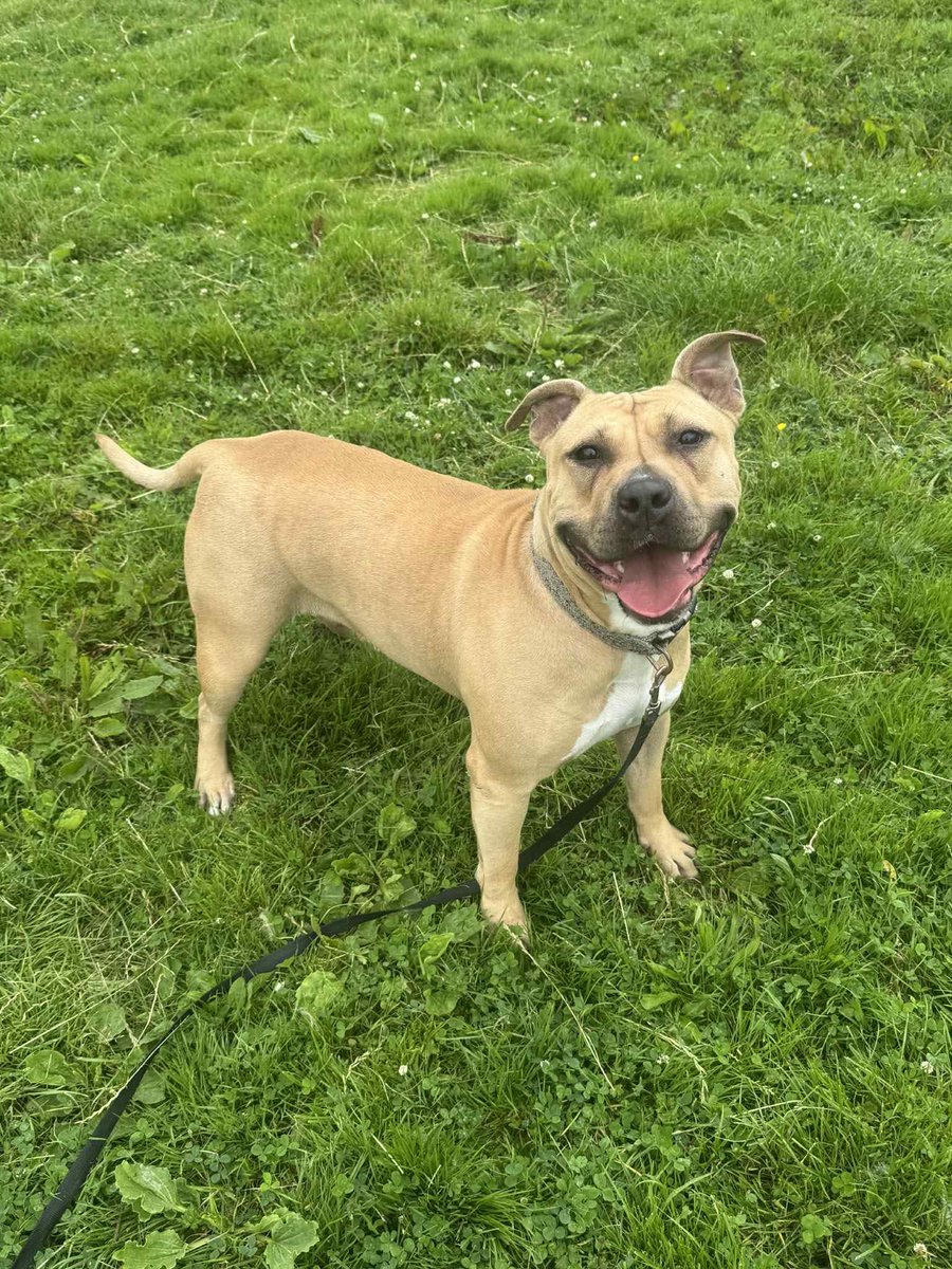 WWPdogs's tweet image. Henson the Lurcher and Bambi the Staffie x also arrived in our care last week, both are unclaimed strays 😢
Rehoming details will be available once they've finished their assessments….but for now welcome 🩷🩵