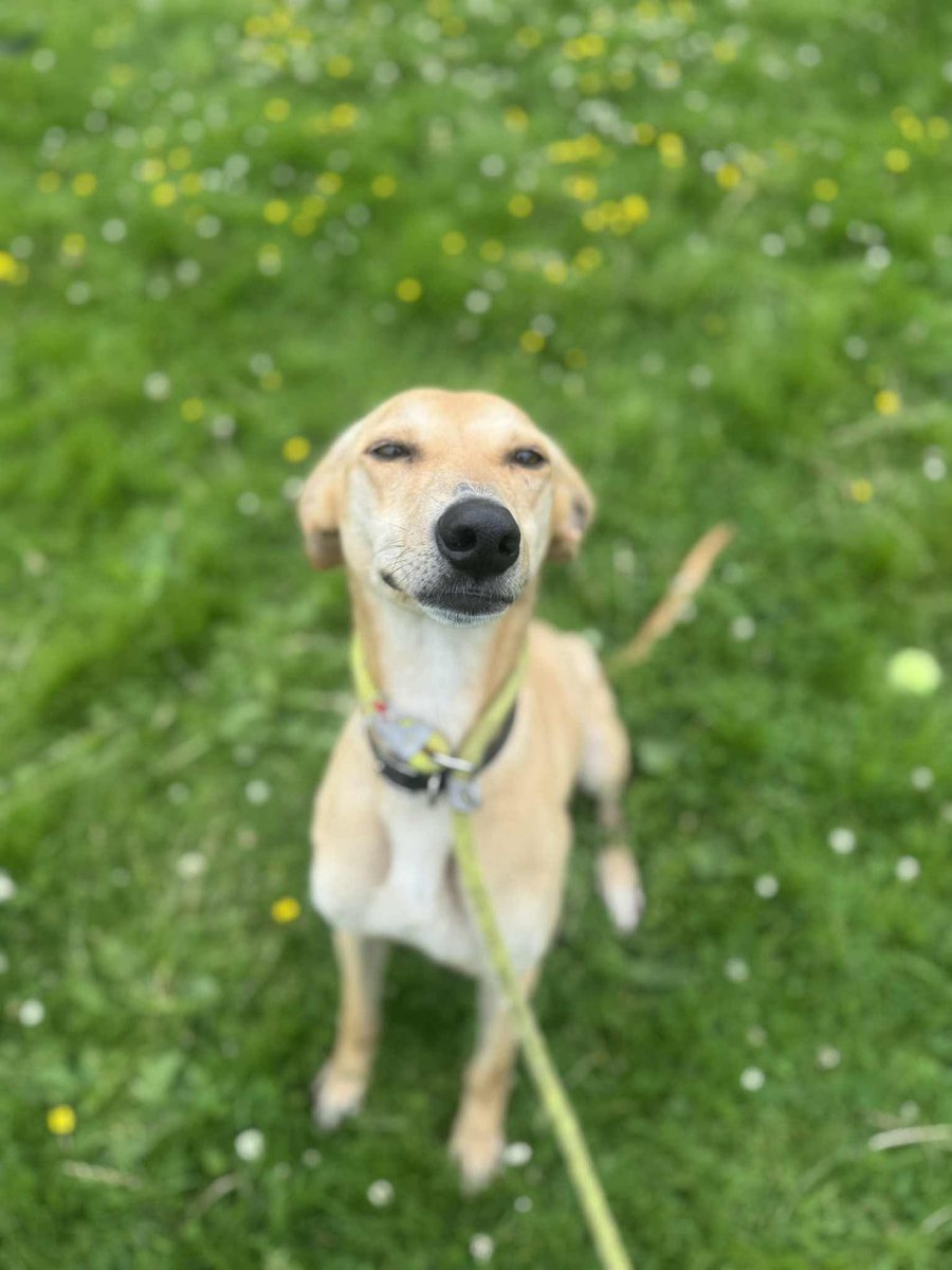 WWPdogs's tweet image. Henson the Lurcher and Bambi the Staffie x also arrived in our care last week, both are unclaimed strays 😢
Rehoming details will be available once they've finished their assessments….but for now welcome 🩷🩵
