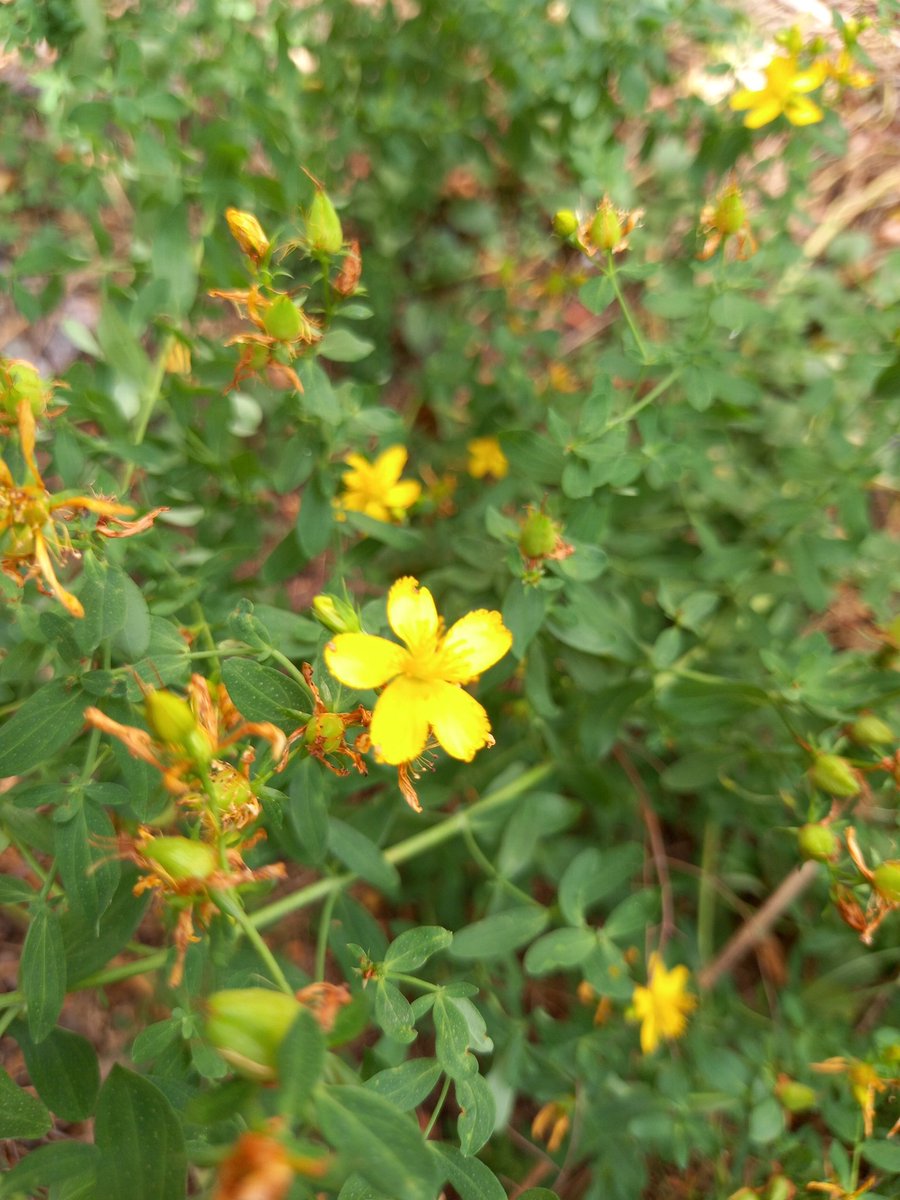 Зверобой
ru.m.ruwiki.ru/wiki/%D0%97%D0…