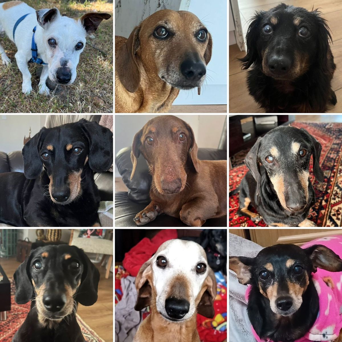 CDR Raises R13K in 5 Days to Keep Senior Dogs in the Arms of Elderly Companions.

Cape Dachshund Rescue has already raised 33% of their R40,000 goal to support 92 senior dogs in loving homes with elderly humans. Through their Frosty Face Foster programme, senior citizens enjoy