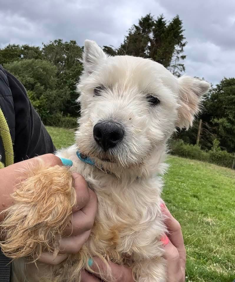 WWPdogs's tweet image. Please meet Annie, one of our recent unclaimed strays. Annie is a very nervous girl & has quite obviously suffered some neglect. She has a lot of matting to her coat, has urine stains and burns & is in dire need of some tlc. She is the sweetest little dog 🩷