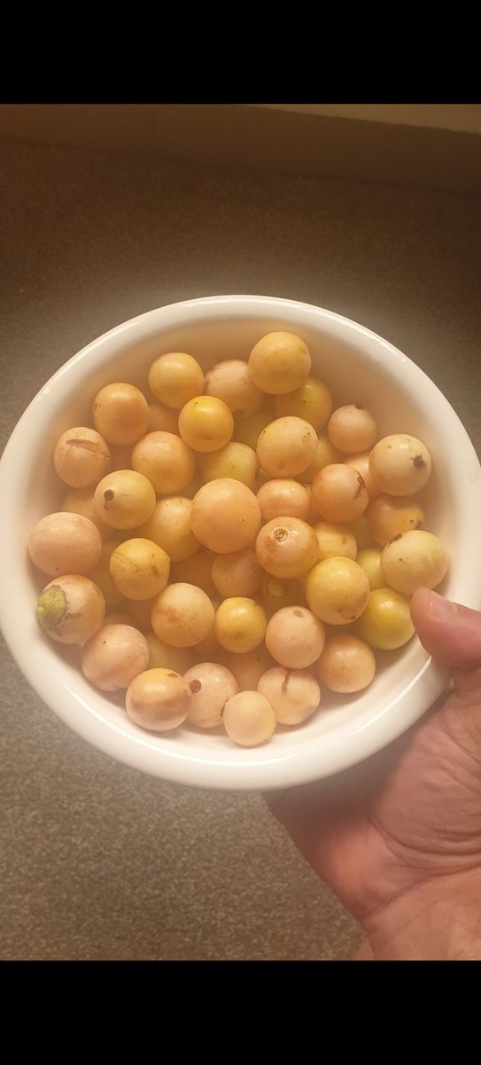 البمبر ليش ما يباع بالجمعيات ومحلات الفواكة والخضرة حاله حال المنتجات الزراعية ؟