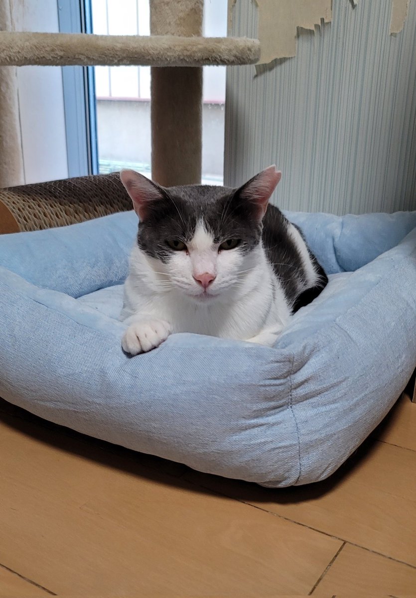 買ってあった猫ベッド、全然使ってくれなかったけど、１ヶ月経ってやっと使ってくれた。嬉しい。
#今日のこゆたん
#猫
#ねこのいる暮らし 
#cat