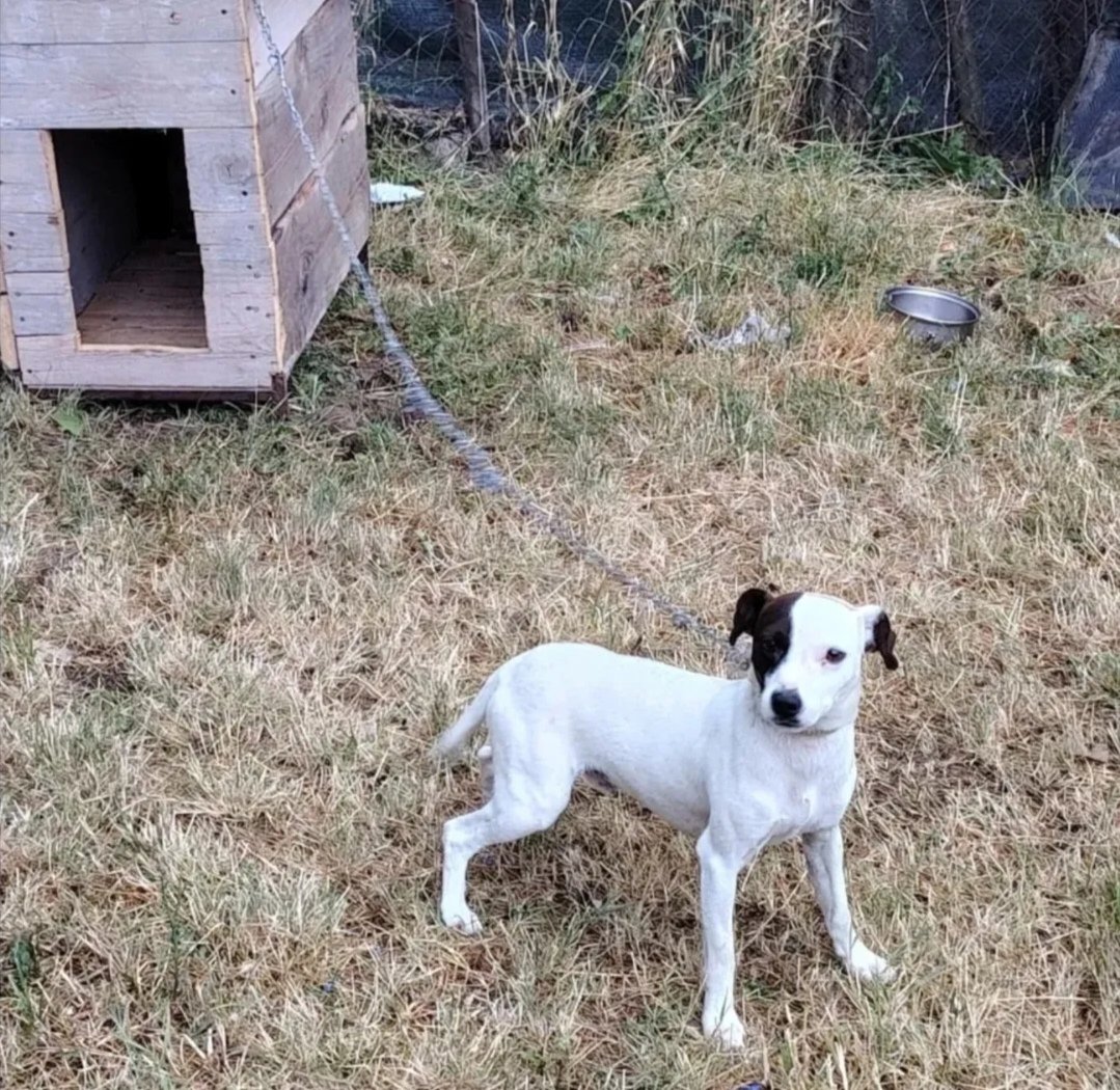 Kupio psa, pa zaključio da je previše aktivan za njegov ukus, imam kontakt na Insta ako neko poželi da ga spasi od ovakve sudbine, posredovaću.