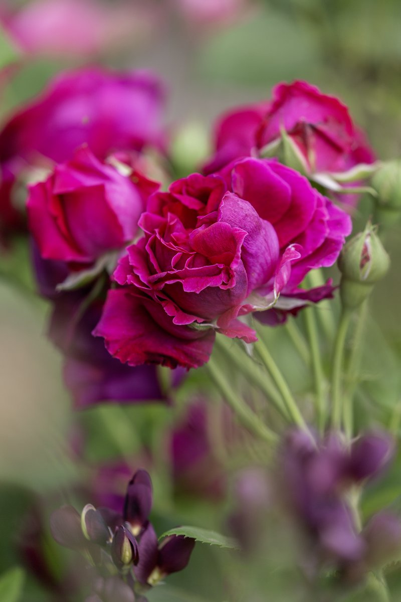 garden_aspire's tweet image. Layers of magenta silk unfolding in the summer garden. This rose holds both drama and delicacy in every petal.
A midsummer flourish for #RoseWednesday. 🌹💜
#flowersofx