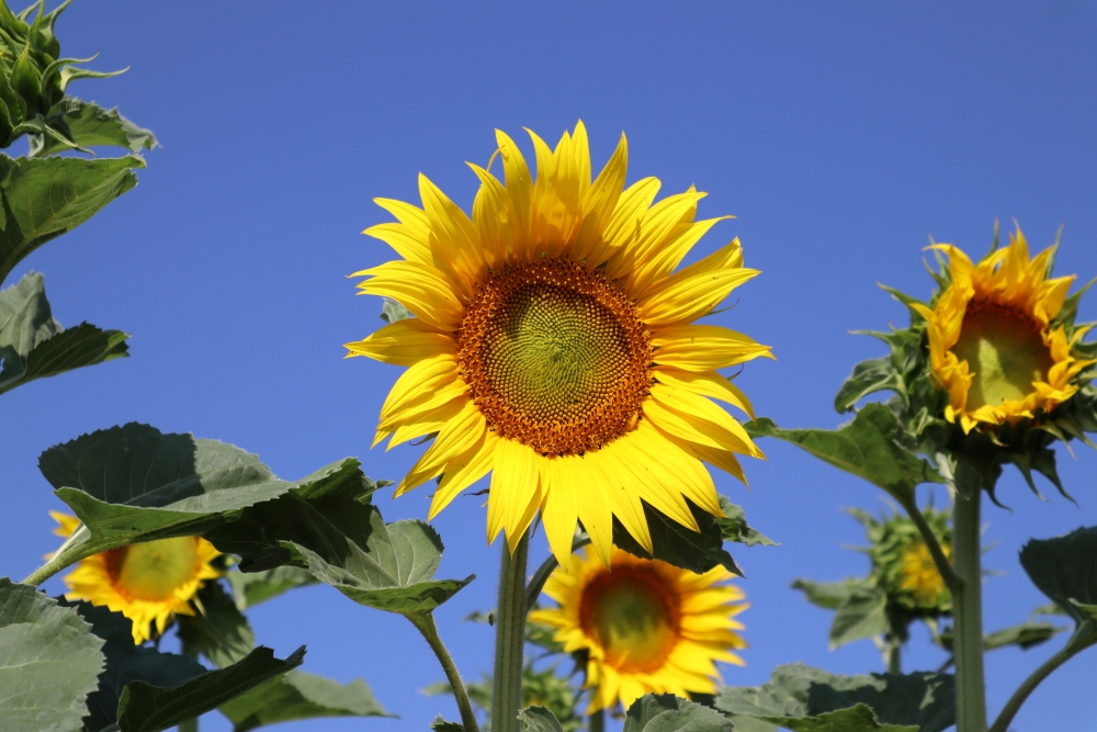 🌻La floraison des #Tournesol25 est engagée sur le Nord-Est, il est donc temps d'aller mesurer l’indice foliaire pour avoir un indicateur du potentiel de la culture ! Explications et tuto ici 👇
terresinovia.fr/-/mesurer-l-in…