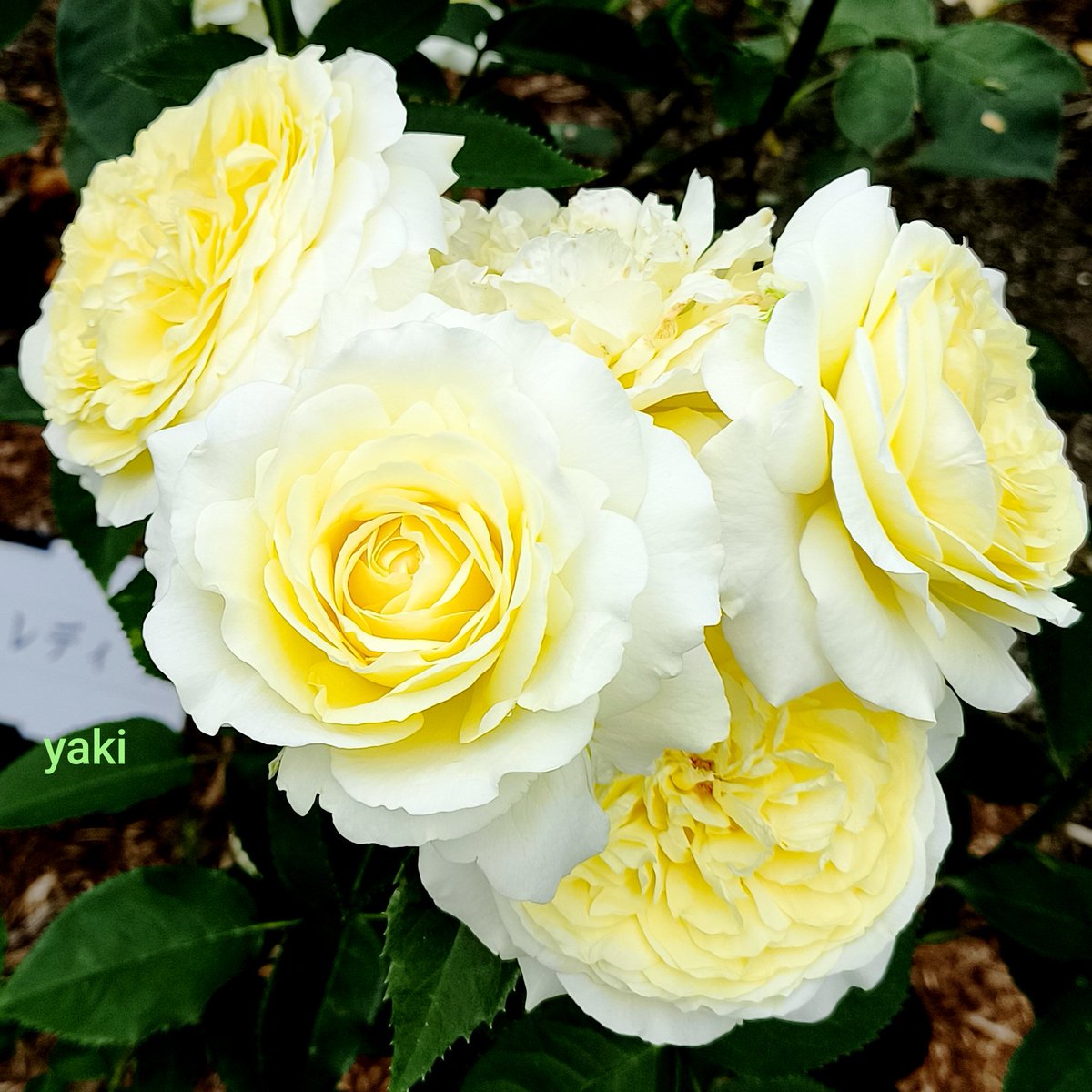 午後も素敵な時をお過ごしください🍀✨✨