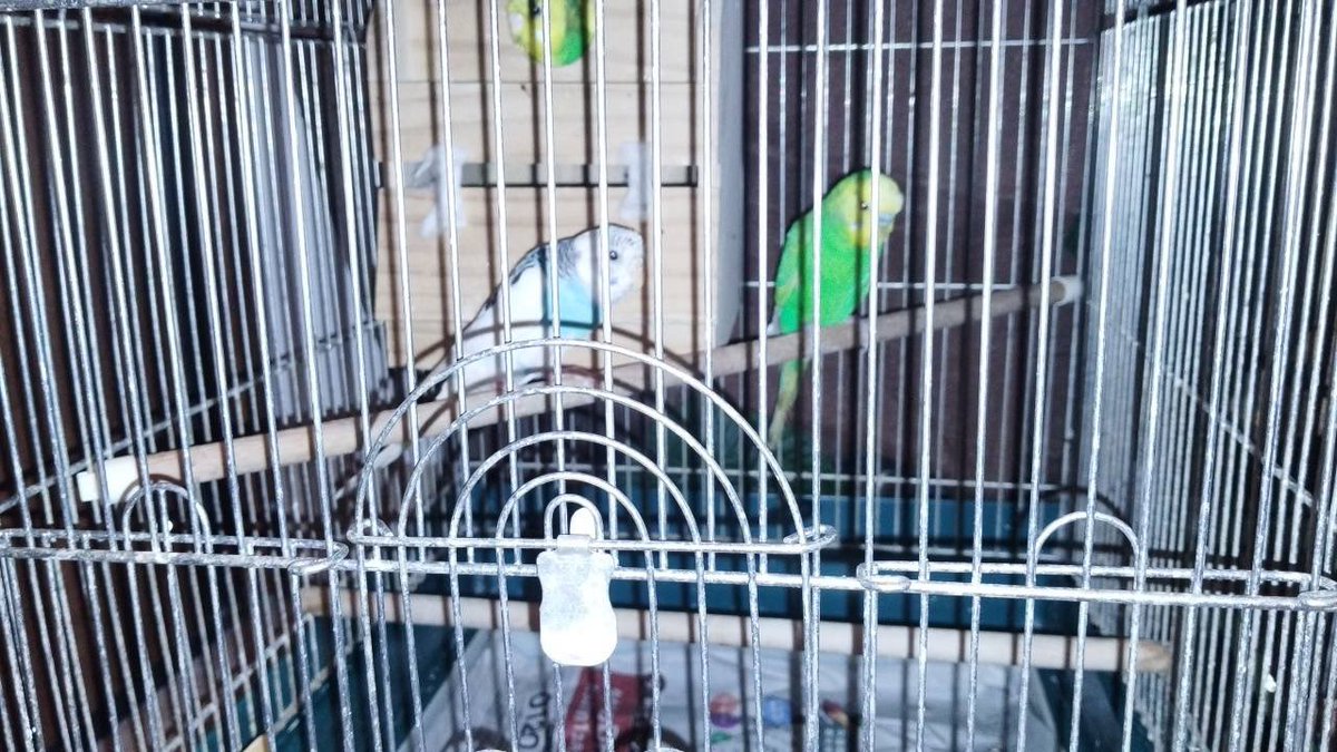 keikeidorago's tweet photo. 地元の知り合いのおばちゃんが入院することになり、飼っていたインコの貰い手を探しています🙇‍♂️
中にはすでに番になっている子たちもいます。
我が家でも2羽引き取ることにしました。
もし少しでも気になる方がいらっしゃいましたらお気軽にご連絡ください🙇‍♂️
#拡散希望 #拡散希望お願いします #インコ https://t.co/0lavuZaqnj