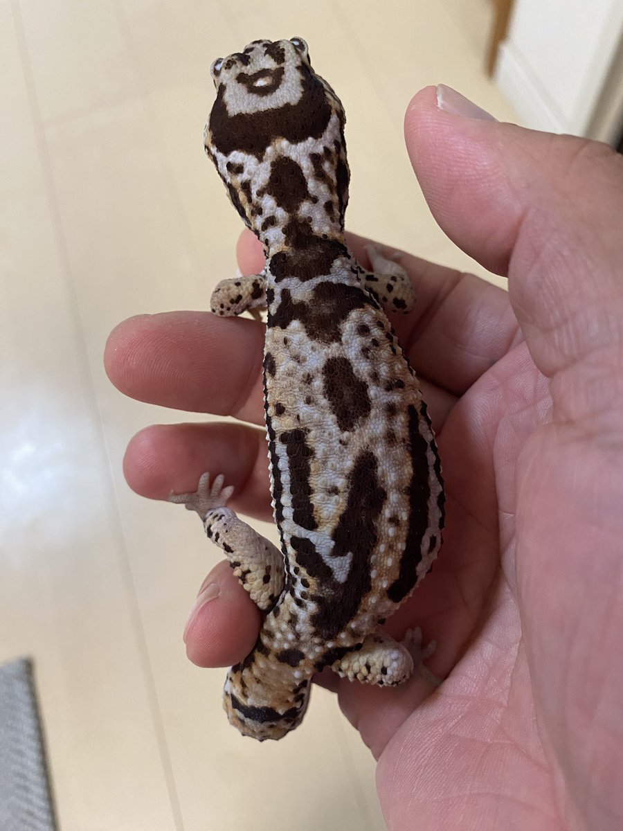 RCgVGTAjkRf6bQT's tweet image. つよしくん🦎
チビがレプタイルボックスを掃除中
父ちゃんはその間、スキンシップ中🎵
父ちゃんも大変😅

#ニシアフリカトカゲモドキ
#ファインレプタイルズ