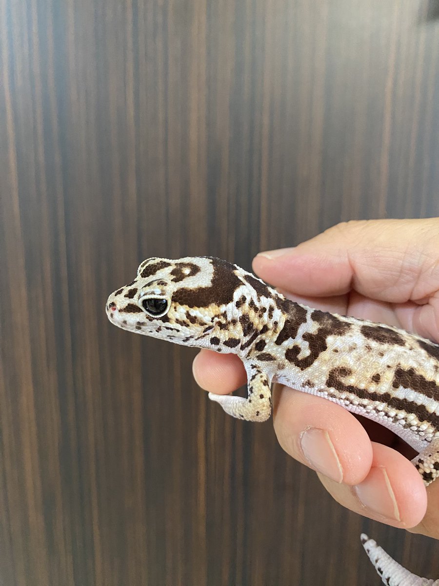 RCgVGTAjkRf6bQT's tweet image. つよしくん🦎
チビがレプタイルボックスを掃除中
父ちゃんはその間、スキンシップ中🎵
父ちゃんも大変😅

#ニシアフリカトカゲモドキ
#ファインレプタイルズ