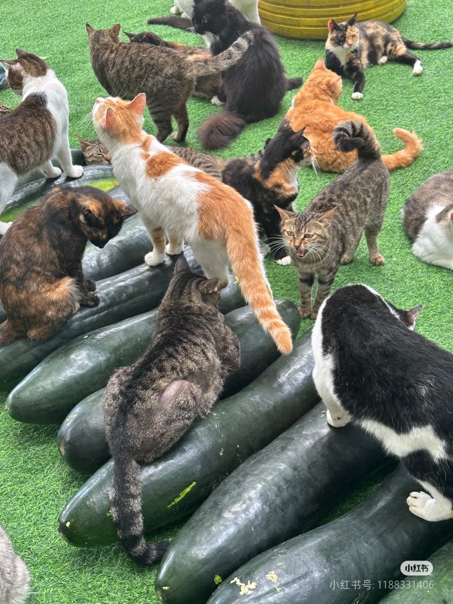 快给你家爱猫试试冬瓜抱枕，据说可以降温哦～
#互fo