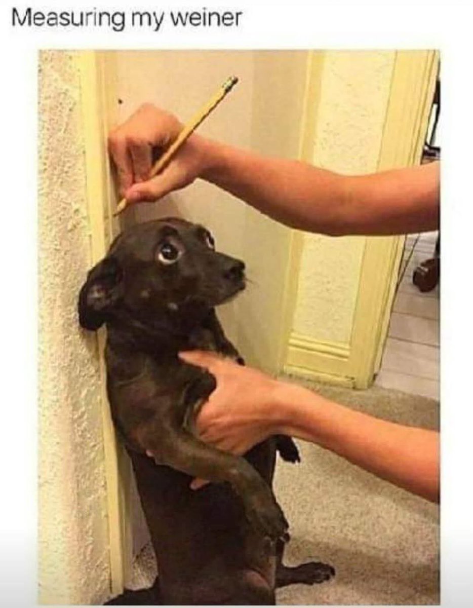 ✨Ms_Ashhole ✨ (@msashbash420) on Twitter photo 