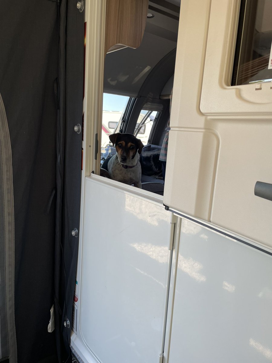 Joss Naylor (the dog) CBE OBE (@borderjoss) on Twitter photo Peggy has been locked in the wicketwagon <a href="/HWicket/">Lord Wicket 🐾🏴 feat. Lady Bogle 🐾🥰</a> and she’s a bit alarmed😂 Peggy has been locked in the wicketwagon <a href="/HWicket/">Lord Wicket 🐾🏴 feat. Lady Bogle 🐾🥰</a> and she’s a bit alarmed😂