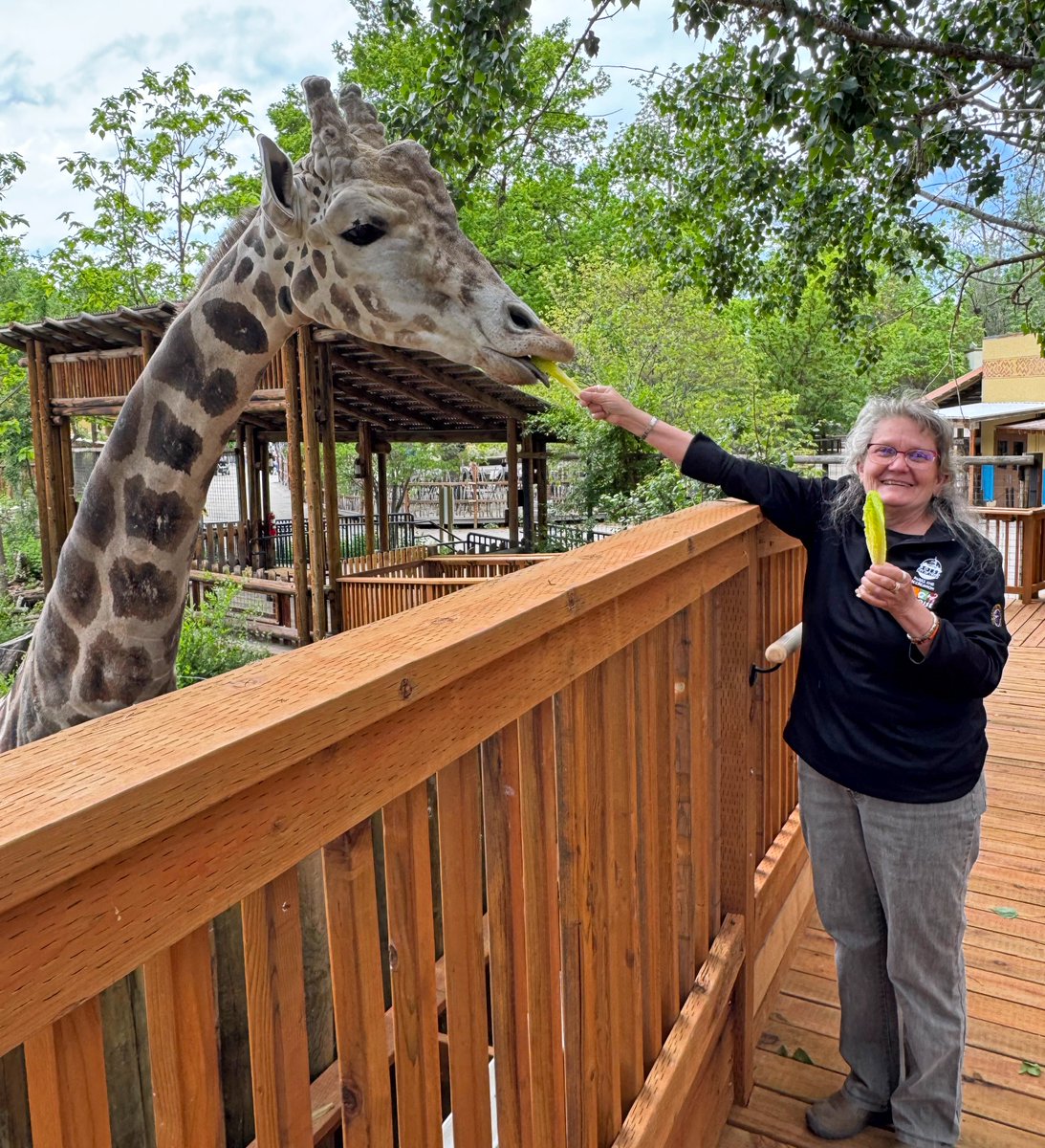 ZooBoise's tweet image. Want to feed a giraffe?
You can daily from 1:30 - 2:30PM at the Perkins Coie Giraffe Encounter! It’s just $5, and every dollar helps support wildlife conservation. All animal encounters are weather and animal dependent.
📸: Zoo volunteer Nancy