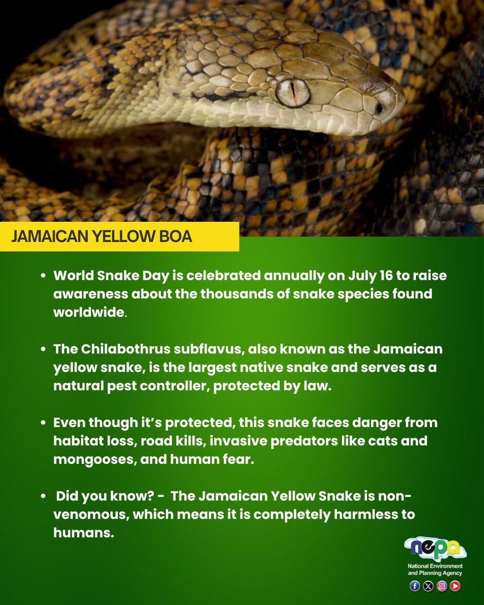 Meet the Jamaican Yellow Boa (Chilabothrus subflavus) — endemic, non-venomous, and vital to Jamaica’s ecosystem.

It controls pests, is protected by law, and is harmless to humans.

Let’s protect our native wildlife! 💛
#NEPAJamaica #WorldSnakeDay #JamaicanYellowSnake