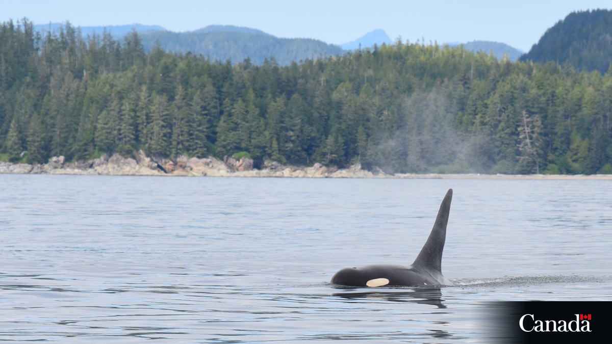 DFO_Pacific's tweet image. You can support the recovery of Southern Resident #KillerWhales! No fishing for salmon in the southern Gulf Islands, a key SRKW feeding area. FN0652. Learn more: ow.ly/oQeQ50WqLKJ