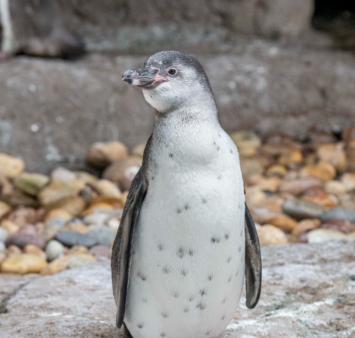 MilwaukeeCoZoo's tweet image. Vote for your favorite Humboldt penguin name👉 mkezoo.com/NameOurPenguin
Vote once per day now through July 20, 2025.
#humboldtpenguin #MKEZoo
