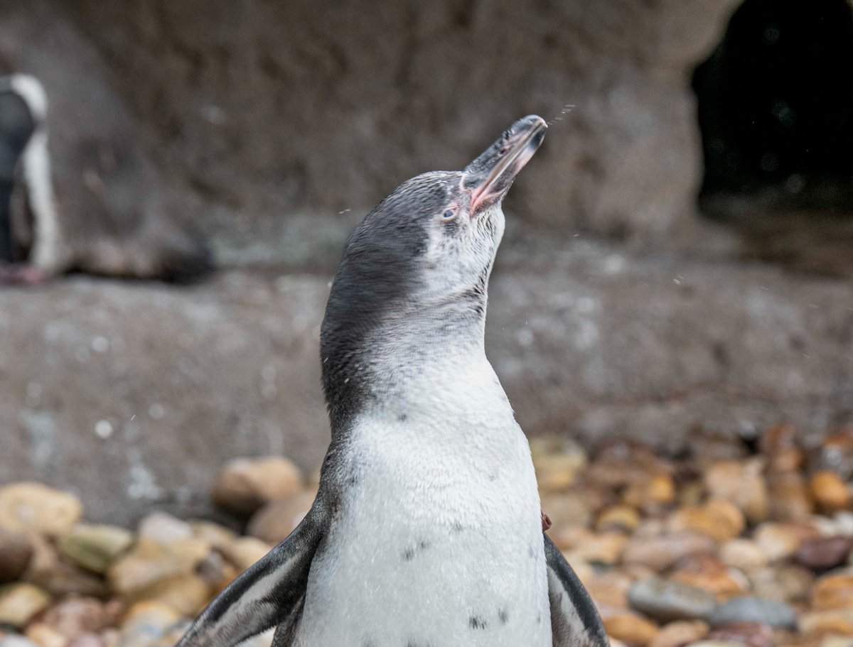 MilwaukeeCoZoo's tweet image. Vote for your favorite Humboldt penguin name👉 mkezoo.com/NameOurPenguin
Vote once per day now through July 20, 2025.
#humboldtpenguin #MKEZoo