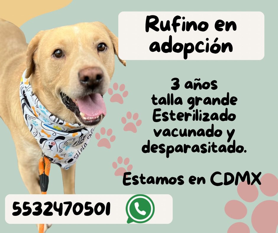 HELA_MORE's tweet photo. Necesitamos adoptantes,ayúdanos a compartir a nuestros rescatados.

#AdoptaNoCompres #AdoptaNoAbandones 
Estamos en CDMX. https://t.co/1IlLMnAFpH