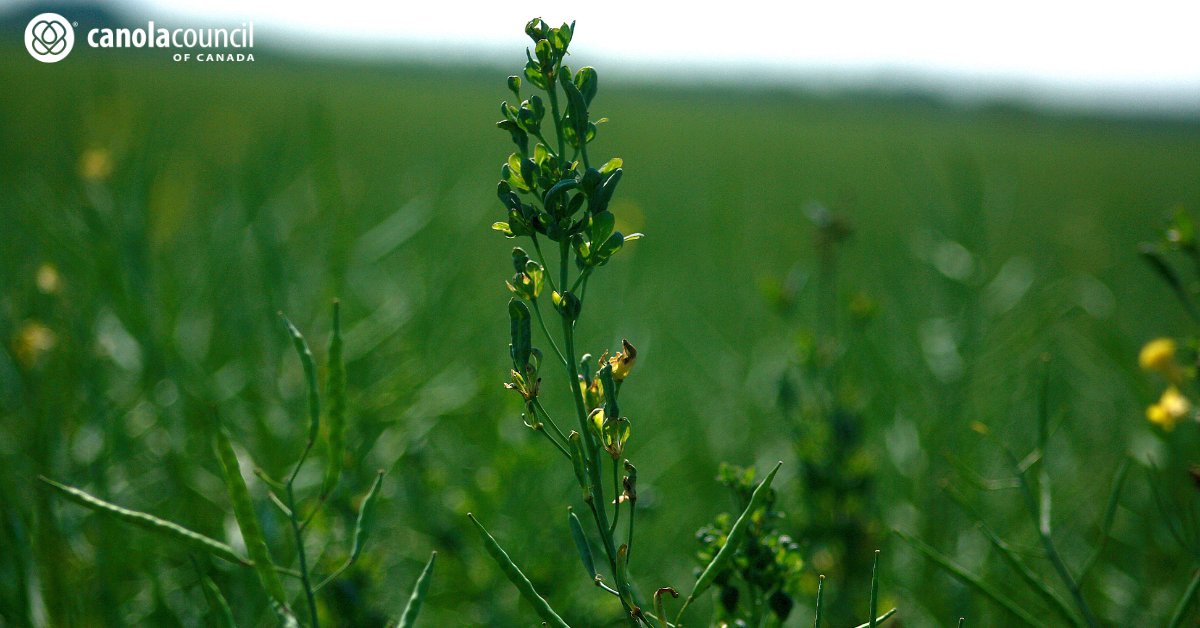 canolacouncil's tweet image. #DYK aster yellows disease is the only known insect-vectored disease in #canola? The disease is often first spotted in plants that are noticeably taller than the rest of the crop, through the flowering to podding stages.
Learn more: canolacouncil.org/canola-encyclo…