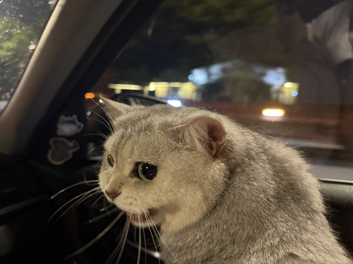 SoyaOAO's tweet image. 🐱🚗