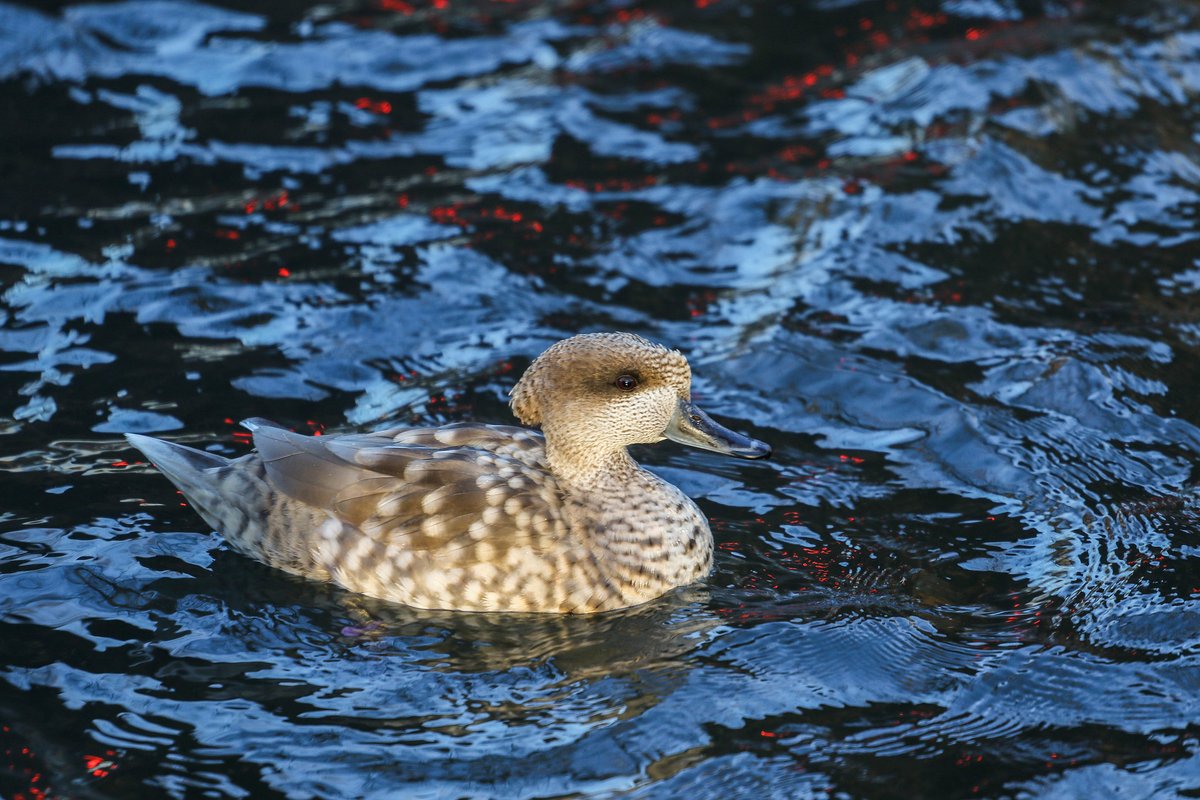 Tracy Aviary (@tracyaviary) on Twitter photo Marbled Teal get their name from the "marbles" of light and dark coloration on their bodies.  Their genus name, Marmaronetta, means marble duck.   You can find this species in Dabbling Duck Pond!
#WaterfowlWednesday Marbled Teal get their name from the "marbles" of light and dark coloration on their bodies.  Their genus name, Marmaronetta, means marble duck.   You can find this species in Dabbling Duck Pond!
#WaterfowlWednesday