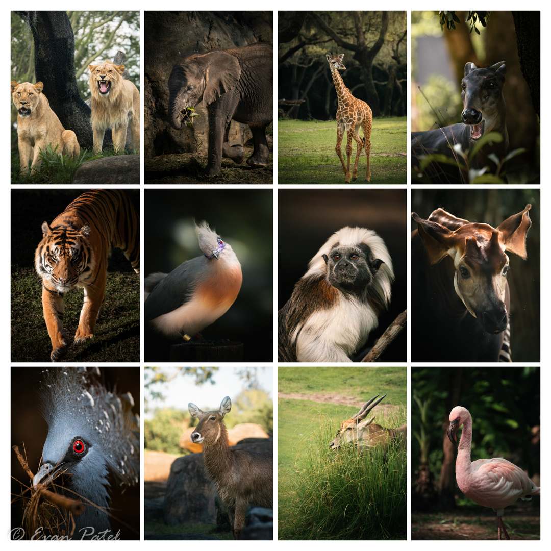 EvanPatel11's tweet image. Some of my all time best animal portraits! Some of Animal Kingdoms most iconic residents!