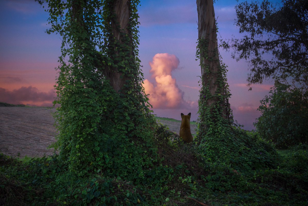TaysaJorge's tweet image. foxes