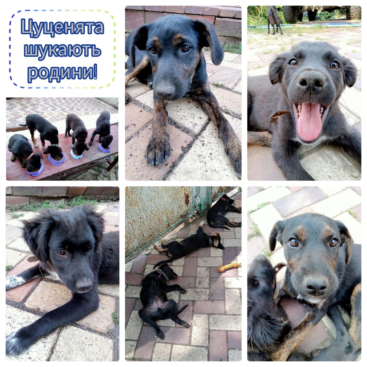 Sayravems's tweet photo. Військові звернулися по допомогу.

Ми шукаємо родини цуценятам зі Слов'янську. Будь ласка, давайте зробимо все можливе.
По Україні зможемо привезти.

0639661606 Кет, viber/whatsapp https://t.co/2Y5FCe3WE3