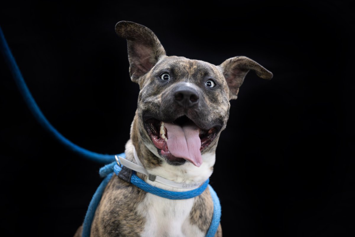 Dogs from the devastating Eaton and Palisades fires are still available at <a href="/PasadenaHumane/">Pasadena Humane</a> and the Animal Wellness Center. These guys lost everything and are ready for a chance. #dogs #RescueDogs 
dailynews.com/2025/07/13/mon…